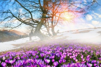 Safranbolu - Safran Çiçeği Hasadı Turu
